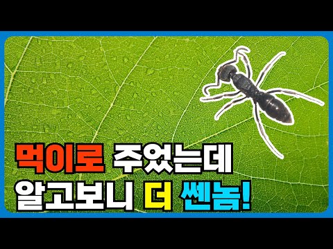 아이콘
