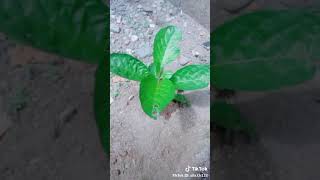 Download lagu Asiapp mp3 Download lagu Asiapp mp3