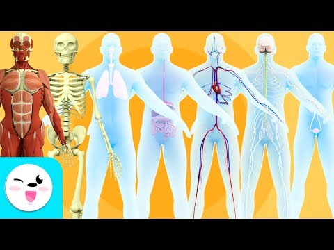 Los sistemas del cuerpo humano para niños - Recopilación