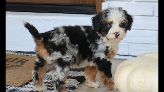 Video preview image #1 Bernedoodle (Miniature) Puppy For Sale in NARVON, PA, USA