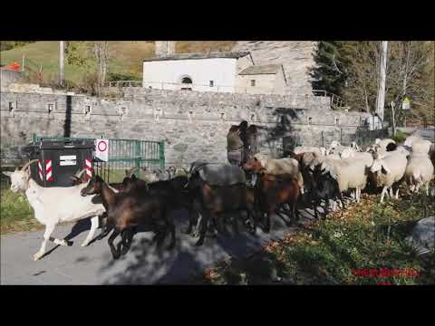 TRANSUMANZA DI CAPRE E PECORE, ALLA FIERA DI SON MARTIN A CASTELDELFINO. (CN) DOM. 17 - 10 - 2021.