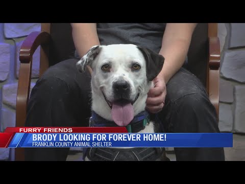 Furry Friends: Meet Brody - YouTube