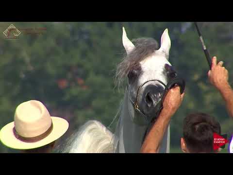 N.78 STYX KALLISTE - Chantilly 2018 AHO Breeders' Championship - 3 Years Old Colts (Class 8)
