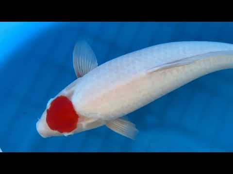 Tancho Kohaku