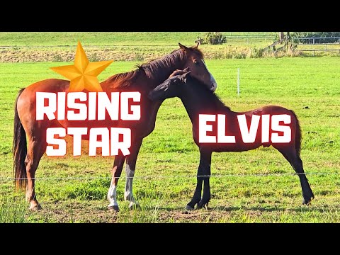 Nature @Stal H at its best! The sun, the moon, and all the animals! Uncle Risey! | Friesian Horses