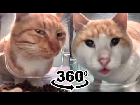 mr fresh cats meme 360º