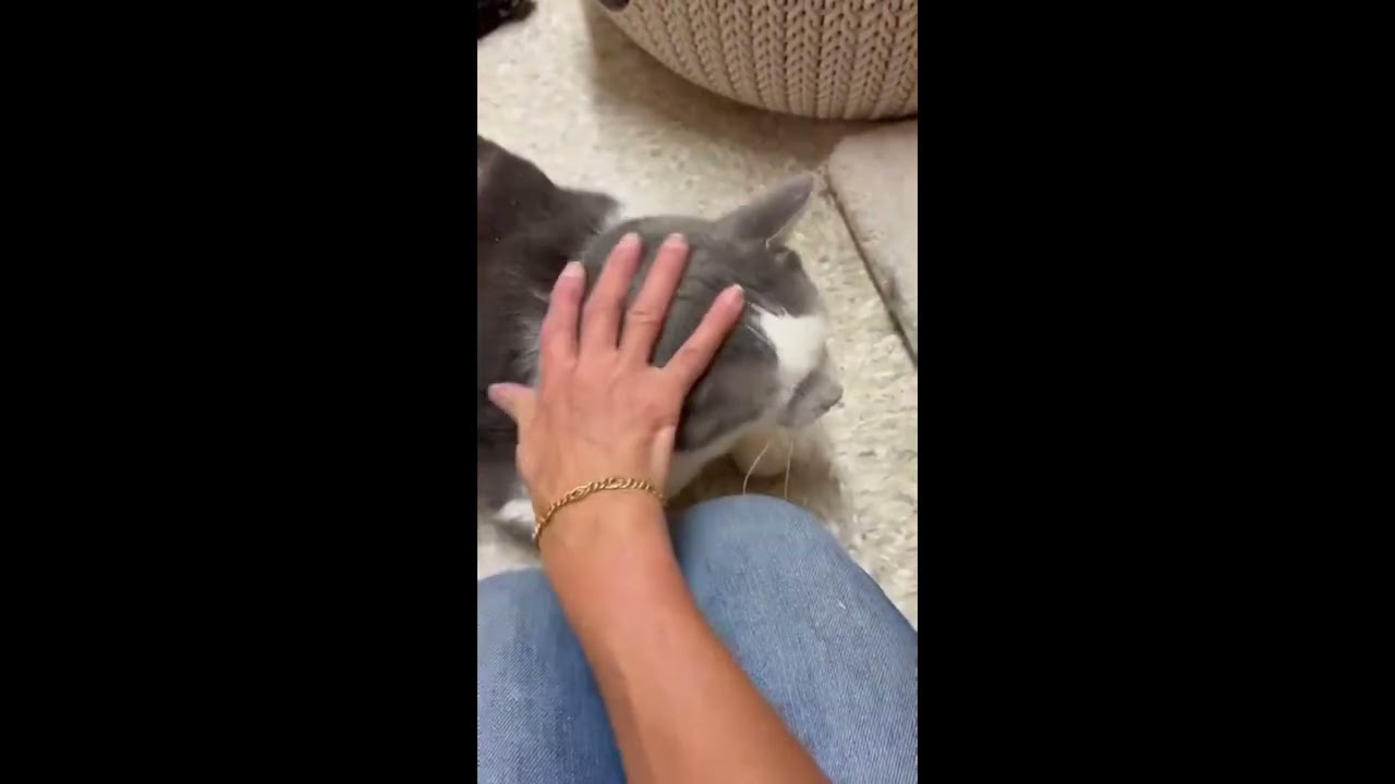 Chase, a ADOPTABLE mixed breed in Woodbridge, ON video 6/6