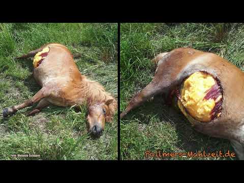 Pollmers Mahlzeit: Wölfe - Der macht nix, der will nur spielen! (UT)