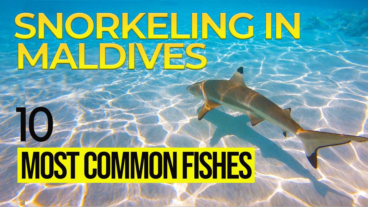 🐠 10 Common Fishes You'll Meet While Snorkeling in the Maldives. You will not believe their SECRETS!