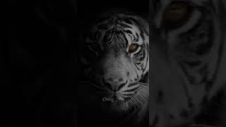 Download lagu STORY MACAN PUTIH | TERBARU mp3 Download lagu STORY MACAN PUTIH | TERBARU mp3