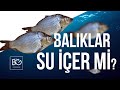 Balıklar Su İçer mi?