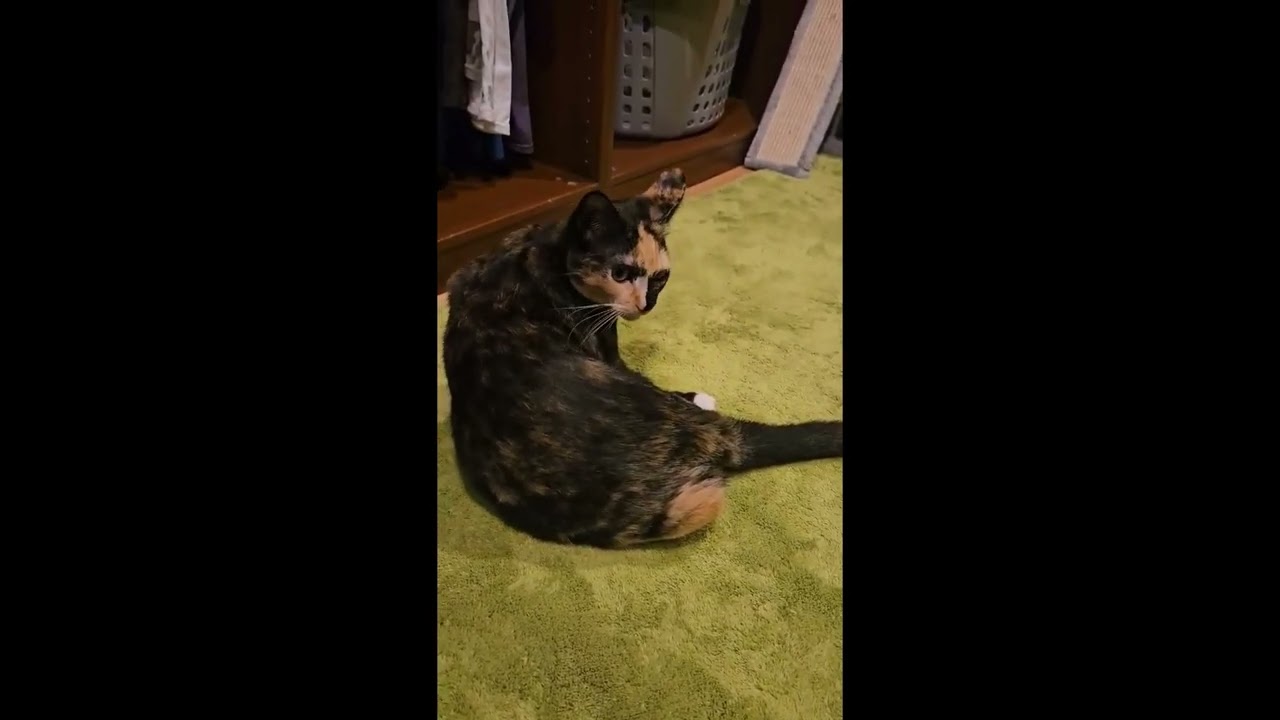 Enlarge Vanna, a Adoptable Calico video 2/6