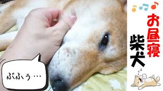 お昼寝する柴犬に癒されたい #犬のいる暮らし #犬のいる生活