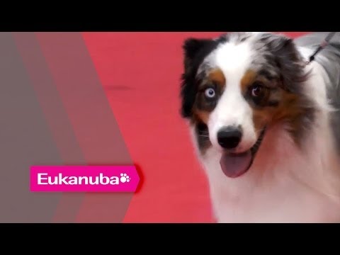 World Dog Show 2013 - European Qualifying