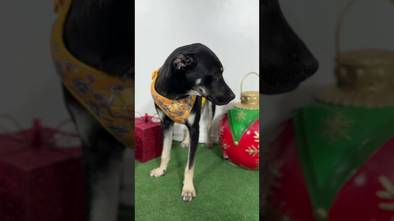 Enlarge Leo-One of our Amazing Rescue Dogs, a Adoptable mixed breed in Sparks, NV video 2/2