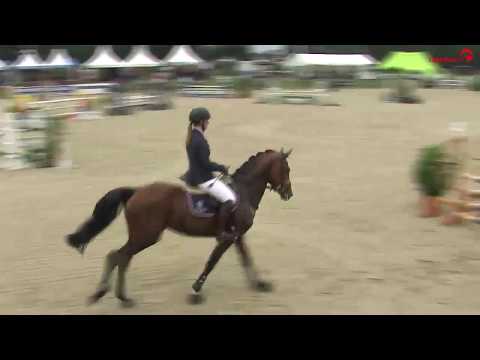 Hengst Caliano SR v. Cascadello - 3.Platz beim Holsteiner Landeschampionat