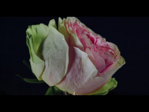 solamentedan - Si tú supieras