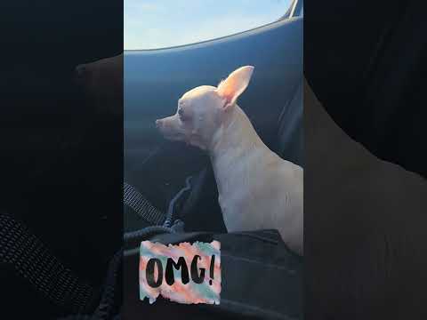 Bunny Buttercup on the way back from a dental visit!  #TongueOutTuesday #TOT #chihuahuaoftheday #Dog