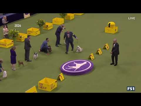 Westminster Dog Show