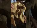 Richard veilt een compleet leeuwenskelet | RTV Oost
