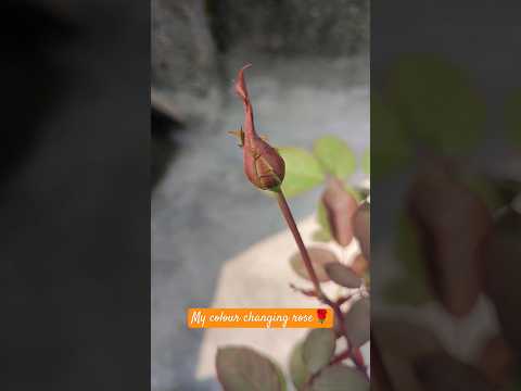 Colour Changing Rose from My Roof garden || SB Unplugged #viral #trending #flowers #rose #shorts