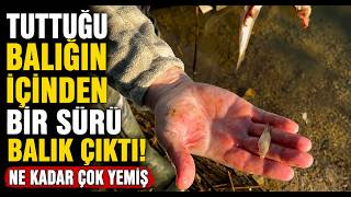 Tuttuğu Balığın İçinden Bir Sürü Balık Çıktı Ne Kadar Çok Yemiş