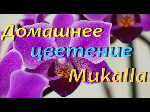 1-е ДОМАШНЕЕ ЦВЕТЕНИЕ "Мукалла".ОРХИДЕЯ "Mukalla".