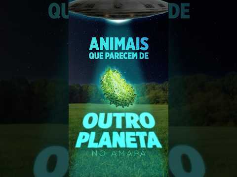 Animais que parecem de outro planeta