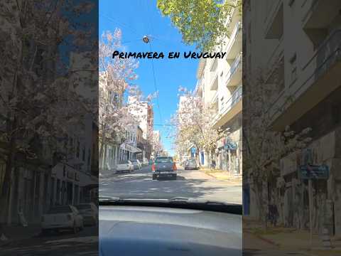 PRIMAVERA en URUGUAY #uruguay #montevideo #travel #vlogs #canelones