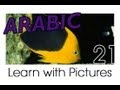 Learn Arabic - Arabic Marine Animals Vocabulary