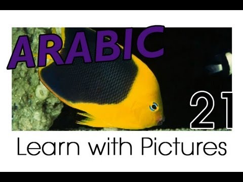 Learn Arabic Arabic Vegetable Vocabulary