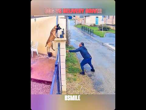 Dog vs Delivery 😁