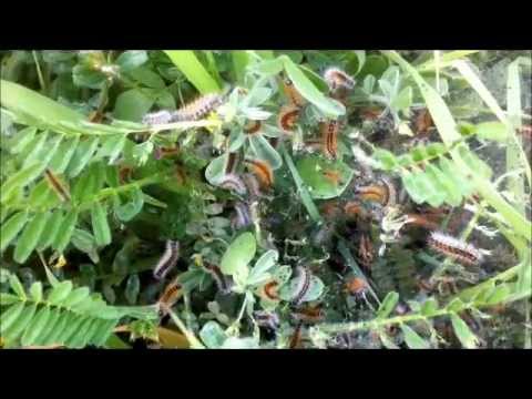 Harlem Shake - Worms