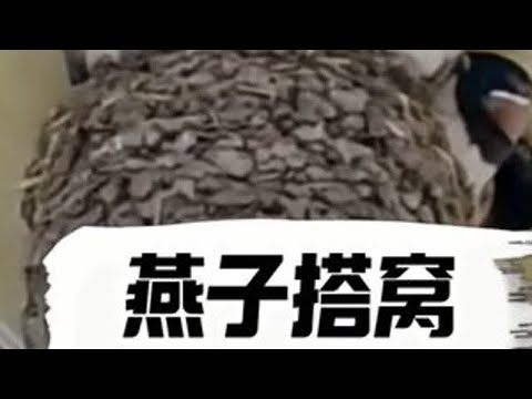原来燕子也是一代不如一代，窝搭塌了就会跑去找妈妈 #燕子 #搞笑 #杂谈 #万万没想到的结局