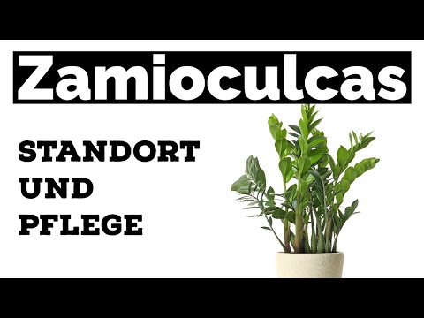 Zamioculcas ZZ Plant - Location and Care