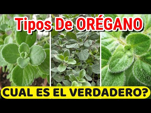 Which is the original? 5 Most Common Types or Varieties of Oregano! | Oregano Plants