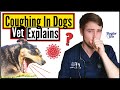 Top 8 MOST COMMON Causes Of COUGHING In Dogs | When To Worry About Your Dog's Cough | Vet Explains