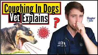 Top 8 MOST COMMON Causes Of COUGHING In Dogs | When To Worry About Your Dog
