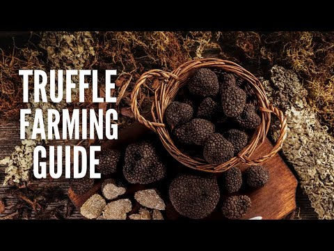 How To Grow Truffles: An In-Depth Guide for Beginners