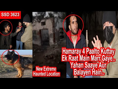SSD 3623 | Hamaray 4 Paalto Kuttay Ek Raat Main Marr Gaye.. Yahan Saaye Aur Balayen Hain..|