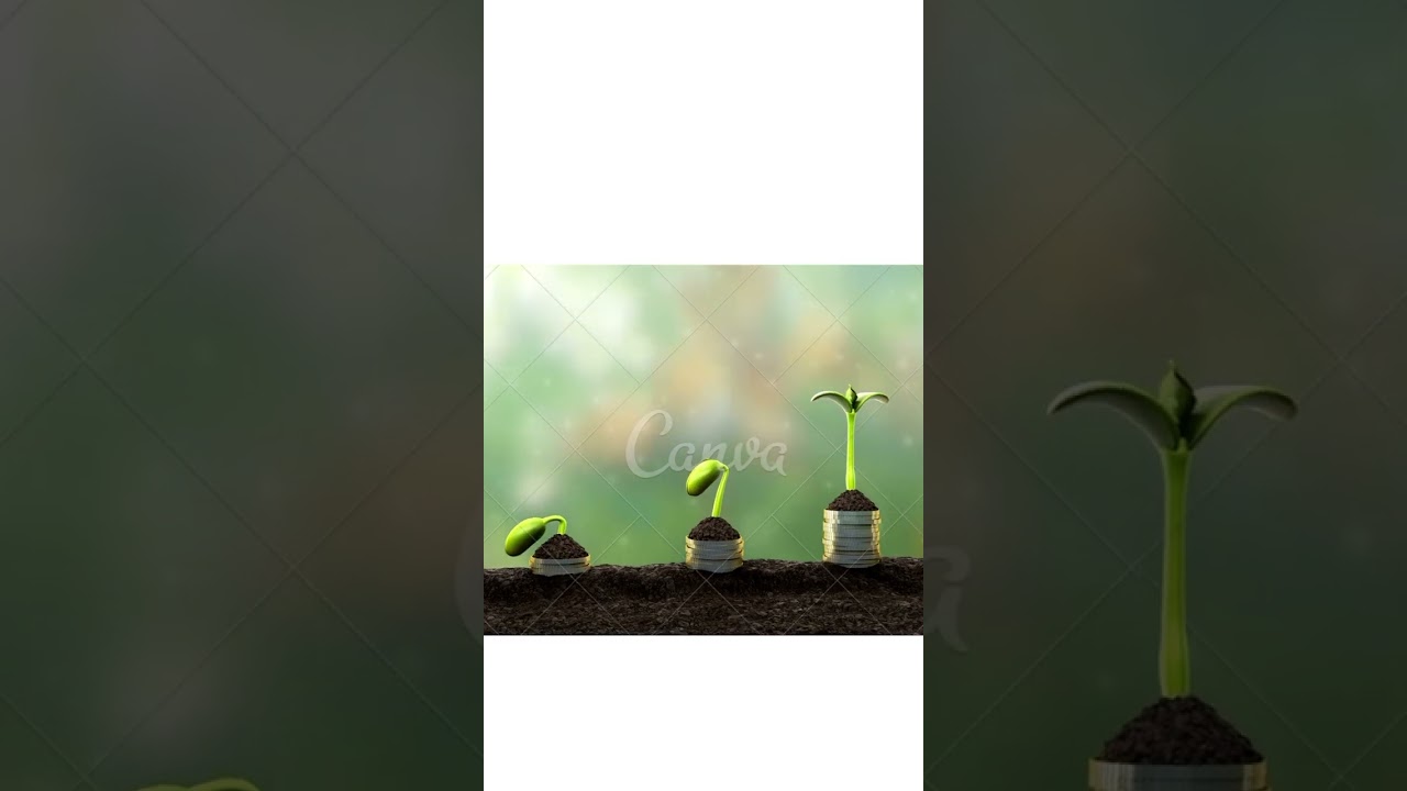 seed germination @cambridge igcsebiology#olevel biolgy