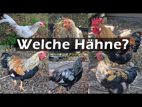 Care Arbeiten, Schläfchen & Hähne abgeben oder behalten? 🐓 #Hühner 117
