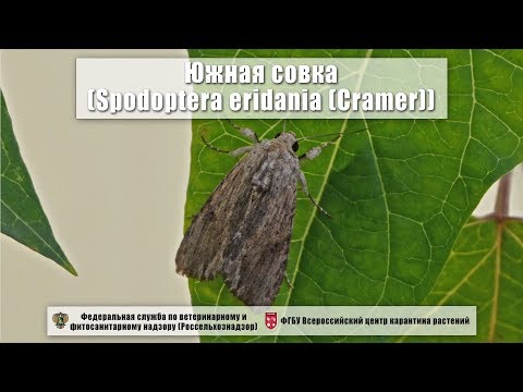 Южная совка (Spodoptera eridania (Cramer))