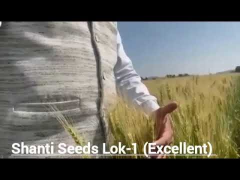 Shanti seeds certified seeds hi-8713 ( pusa mangal ), packag...