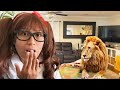 Zoo Animals For Kids Animal Toys Come Alive