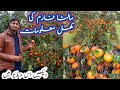 Malta Farm Kino Farm Citrus Farm Malta Farming In Pakistan How To Start Malta Farming