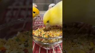 Download lagu Perawatan Burung Kenari 101: Diet Sempurna untuk Sahabat Berbulu Anda #PerawatanKenari #DietBurun... mp3 Download lagu Perawatan Burung Kenari 101: Diet Sempurna untuk Sahabat Berbulu Anda #PerawatanKenari #DietBurun... mp3