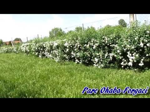 Parcuri în comuna Boldur - 05.2013