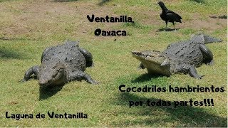 preview picture of video 'Santuario de cocodrilos en Ventanilla, Oax.'