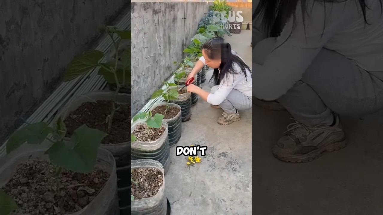 Why Do They Cut Newly Grown Small Cucumbers? 🥒😳